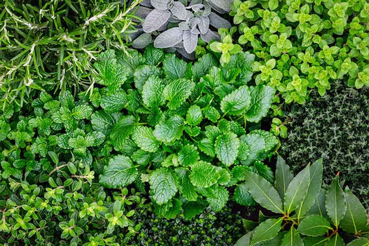 Top 15 Herbs