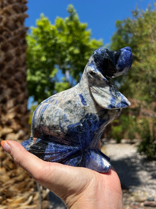 Sodalite Dog