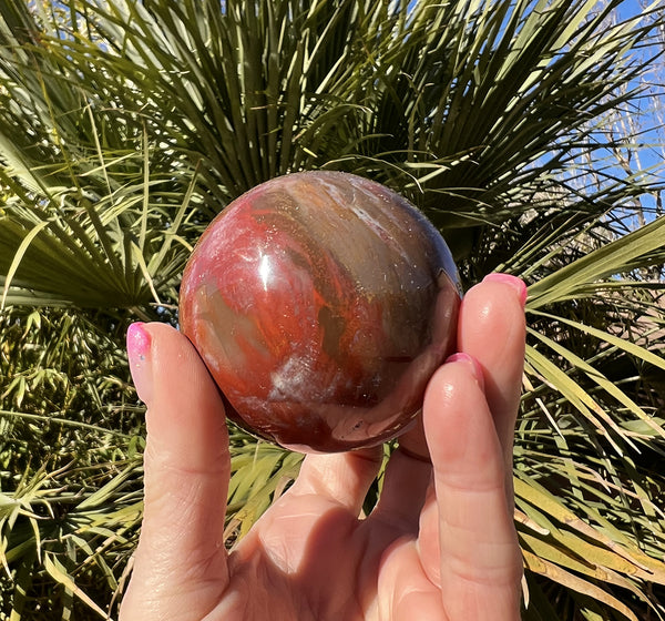 Image of a hand holding a petrified wood sphere.